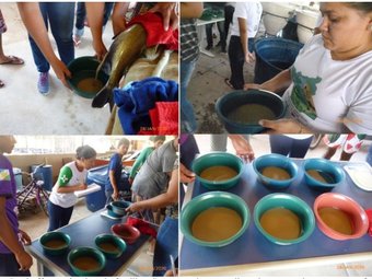 1 - Projeto da produção de alevinos de tambaqui - Extrusão da fêmea, bacias de fertilização e estudante realizando os movimentos para fertilização dos ovos - Ft Divulgacao