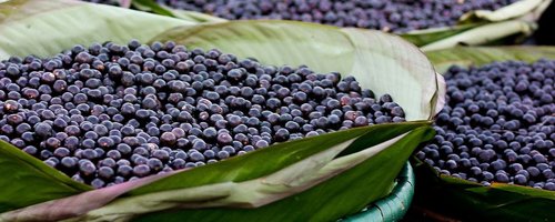 Açaí_divulgação internet