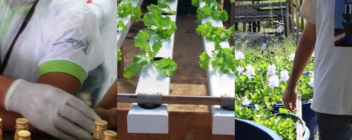 Pesquisas tecnológicas, projetos desenvolvidos, produtos e serviços nas áreas de agricultura, agroindústria, aquicultura e agroecologia estarão sendo apresentados pelas equipes do IFRR