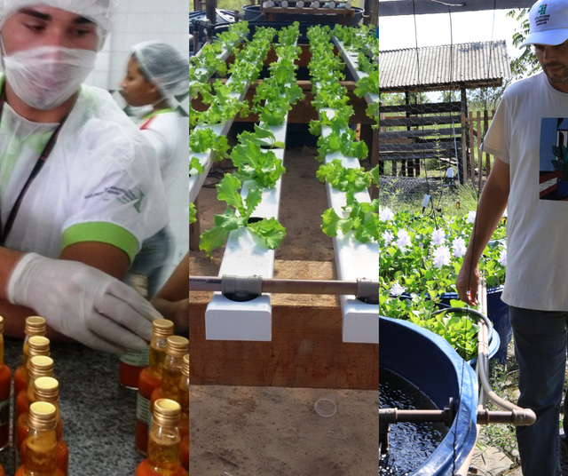 Pesquisas tecnológicas, projetos desenvolvidos, produtos e serviços nas áreas de agricultura, agroindústria, aquicultura e agroecologia estarão sendo apresentados pelas equipes do IFRR