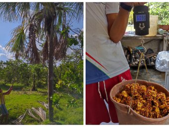 Projeto "Utilização de resíduos de Buriti como fonte de carbono para produção Tambaqui - Ft Divulgação.jpeg