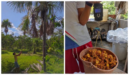 Projeto "Utilização de resíduos de Buriti como fonte de carbono para produção Tambaqui - Ft Divulgação.jpeg