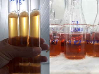 desenvolvimento pesquisa sobre bebida fermentativa -