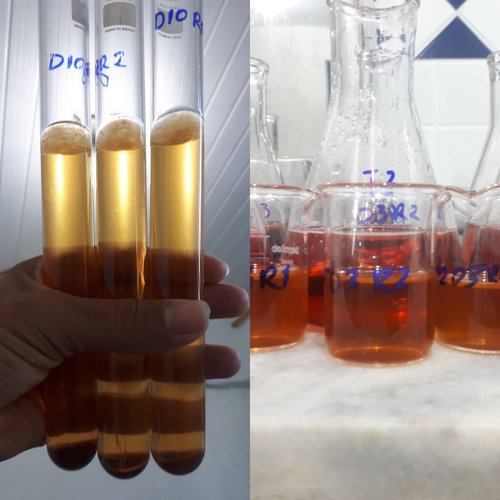 desenvolvimento pesquisa sobre bebida fermentativa -