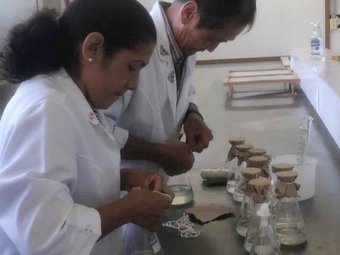 projeto Da floresta ao mercado cogumelos da Amazônia viram nova cadeia produtiva em Roraima, de Pierre Pinto (2)